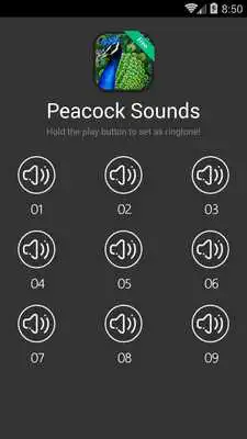 Play Peacock Calls and Sounds
