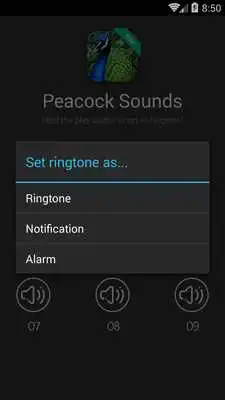 Play Peacock Calls and Sounds