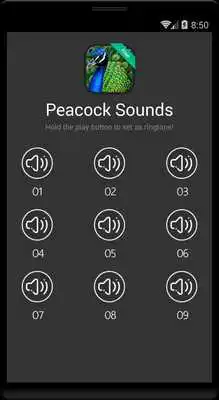 Play Peacock Calls and Sounds