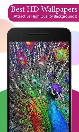 Play Peacock HD Wallpaper  and enjoy Peacock HD Wallpaper with UptoPlay