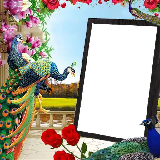 Play Peacock Insta DP