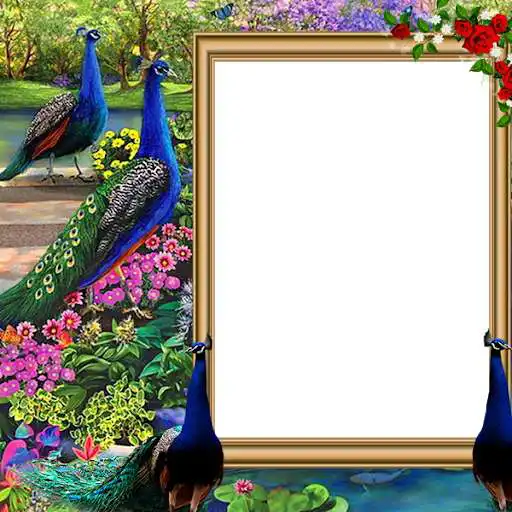Play Peacock Insta DP
