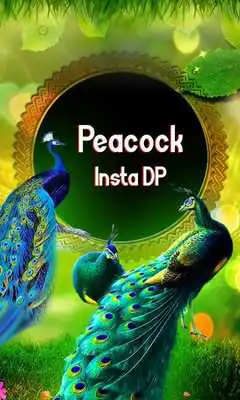 Play Peacock Insta DP