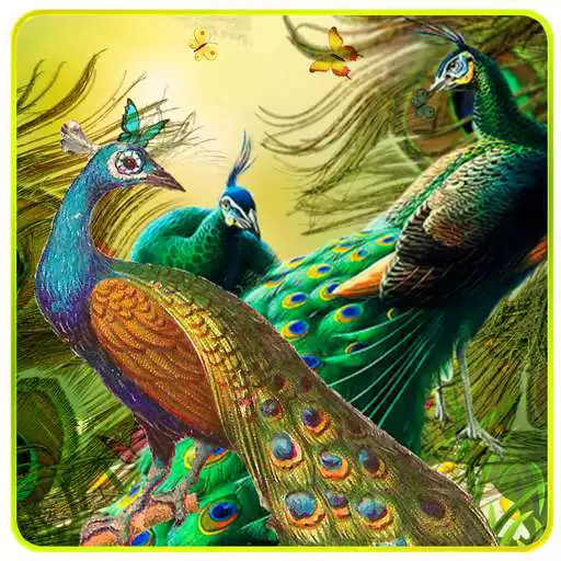 Free play online Peacock LiveWallpaper APK Free play online Peacock LiveWallpaper APK