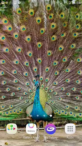 Play Peacock LiveWallpaper