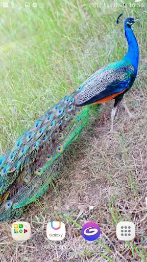 Play Peacock LiveWallpaper
