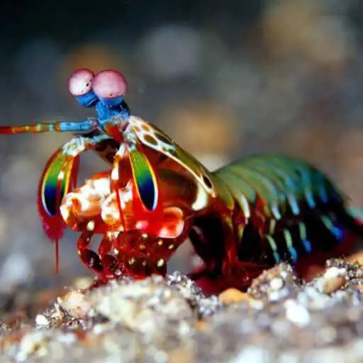 Play Peacock Mantis Wallpaper APK