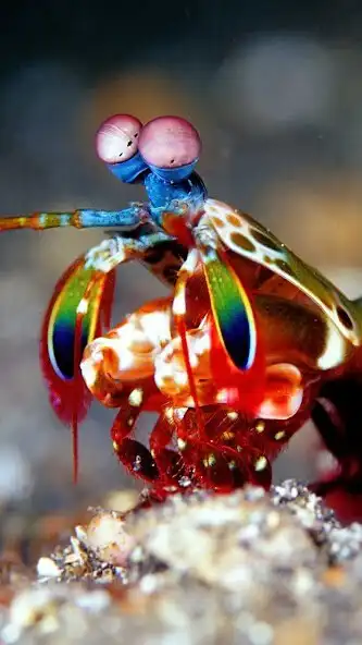 Play Peacock Mantis Wallpaper and enjoy Peacock Mantis Wallpaper with UptoPlay Play Peacock Mantis Wallpaper and enjoy Peacock Mantis Wallpaper with UptoPlay