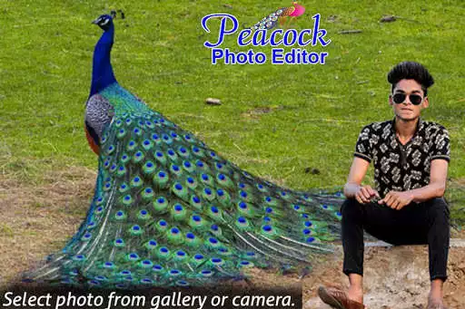 Play Peacock Photo Editor