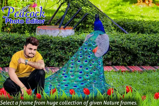 Play Peacock Photo Editor
