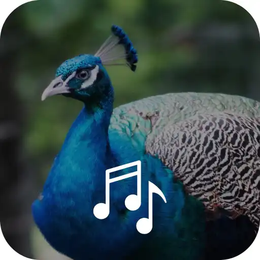 Play Peacock Ringtones APK
