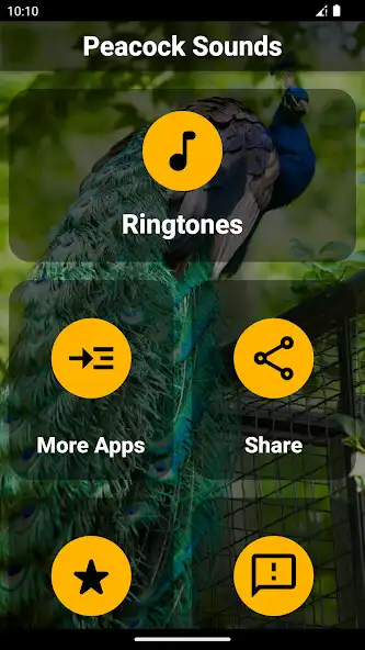 Play Peacock Ringtones  and enjoy Peacock Ringtones with UptoPlay