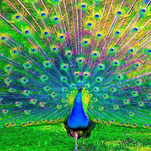 Free play online Peacocks Live Wallpapers  APK