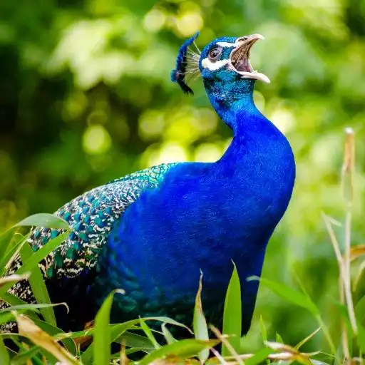 Play Peacock Sounds APK Play Peacock Sounds APK