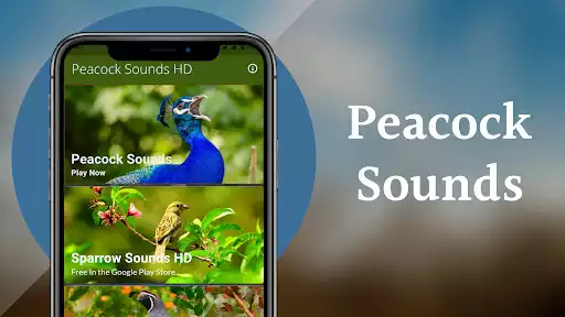 Play Peacock Sounds  and enjoy Peacock Sounds with UptoPlay