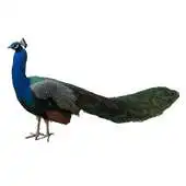 Free play online Peacock Sticker APK Free play online Peacock Sticker APK