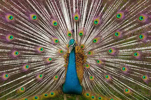Play Peacock Wallpaper HD - group 1  and enjoy Peacock Wallpaper HD - group 1 with UptoPlay