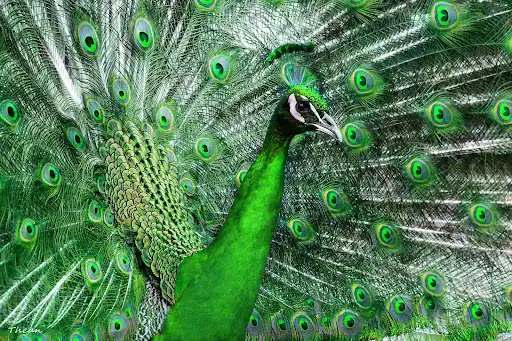 Play Peacock Wallpaper HD - group 1 as an online game Peacock Wallpaper HD - group 1 with UptoPlay