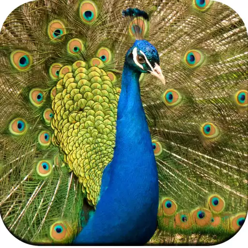 Play Peacock Wallpaper HD APK Play Peacock Wallpaper HD APK