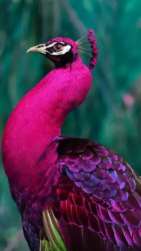 Play Peacock Wallpaper HD  and enjoy Peacock Wallpaper HD with UptoPlay