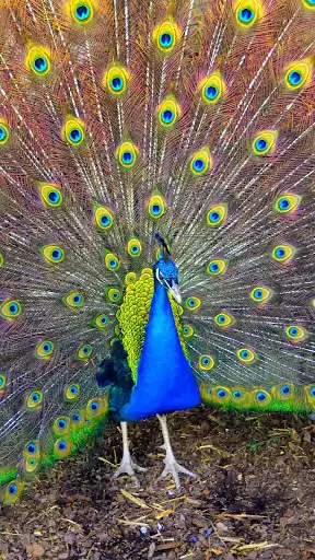 Play Peacock Wallpaper HD as an online game Peacock Wallpaper HD with UptoPlay