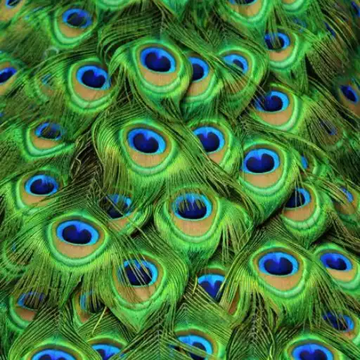 Play Peacock Wallpaper APK Play Peacock Wallpaper APK