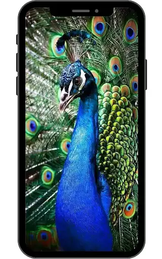 Play Peacock Wallpaper  and enjoy Peacock Wallpaper with UptoPlay