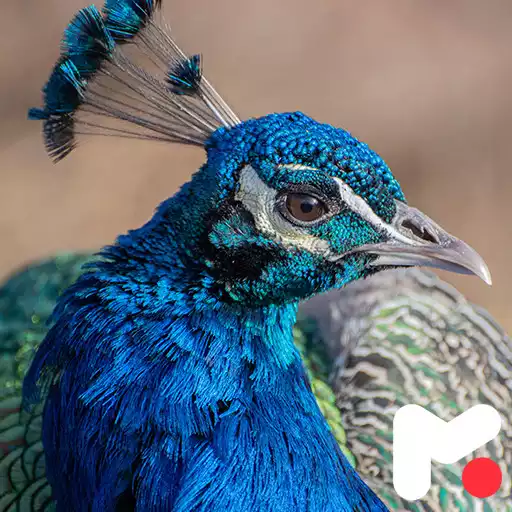 Play Peacock Wallpapers APK Play Peacock Wallpapers APK