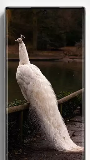 Play Peacock Wallpapers  and enjoy Peacock Wallpapers with UptoPlay