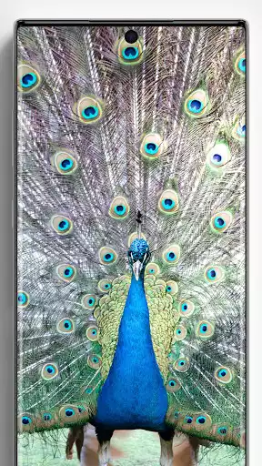 Play Peacock Wallpapers as an online game Peacock Wallpapers with UptoPlay