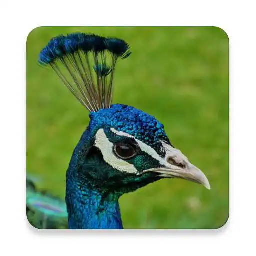 Play Peafowl Sound Collections ~ Sclip.app APK