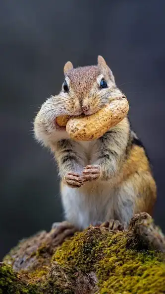 Play Peanut Wallpaper and enjoy Peanut Wallpaper with UptoPlay Play Peanut Wallpaper and enjoy Peanut Wallpaper with UptoPlay