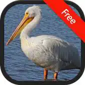 Free play online Pelican Bird (Animal) Sounds APK Free play online Pelican Bird (Animal) Sounds APK