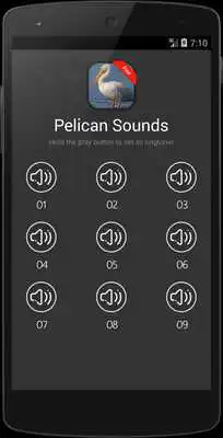 Play Pelican Bird (Animal) Sounds