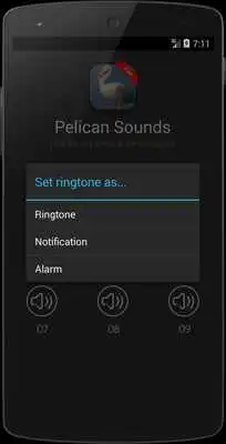 Play Pelican Bird (Animal) Sounds