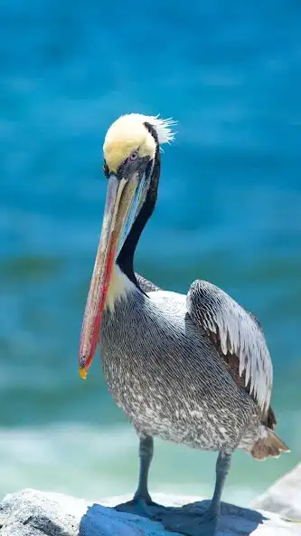 Play Pelican Wallpaper as an online game online Pelican Wallpaper with UptoPlay Play Pelican Wallpaper as an online game Pelican Wallpaper with UptoPlay