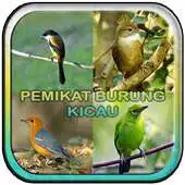Free play online Pemikat Burung Kicau APK
