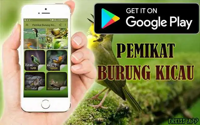 Play Pemikat Burung Kicau