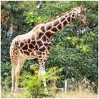 Play Pendidikan Geografi Materi Biosfer  and enjoy Pendidikan Geografi Materi Biosfer with UptoPlay