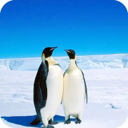 Play Penguin HD Wallpaper APK Play Penguin HD Wallpaper APK