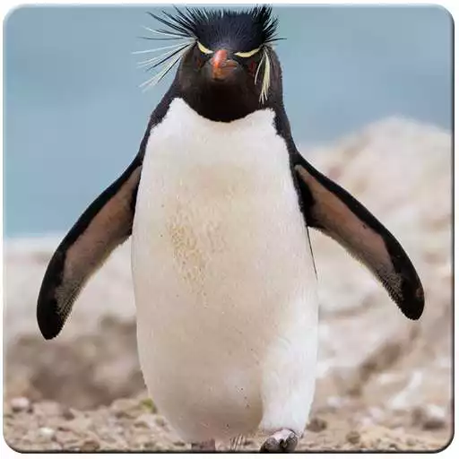 Free play online Penguin HD Wallpapers  APK