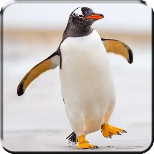 Free play online Penguin Live Wallpaper APK Free play online Penguin Live Wallpaper APK