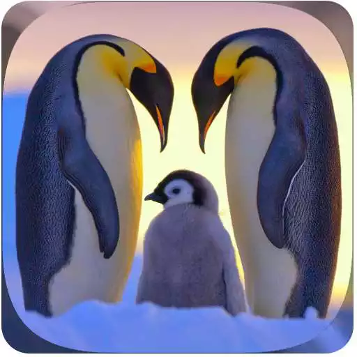 Free play online Penguins Jigsaw Puzzles APK Free play online Penguins Jigsaw Puzzles APK