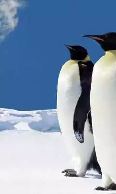 Play Penguins Jigsaw Puzzles