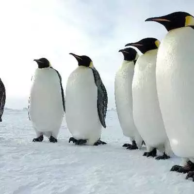 Play Penguins Jigsaw Puzzles