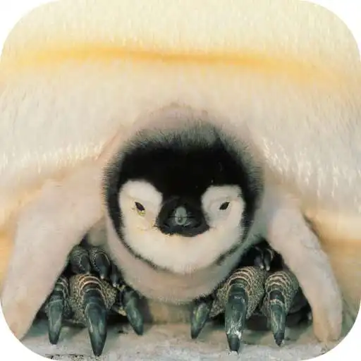 Play Penguin. Smart Wallpaper APK