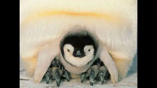 Play Penguin. Smart Wallpaper  and enjoy Penguin. Smart Wallpaper with UptoPlay