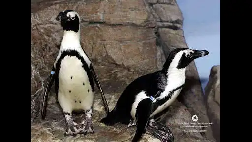 Play Penguin. Smart Wallpaper as an online game Penguin. Smart Wallpaper with UptoPlay