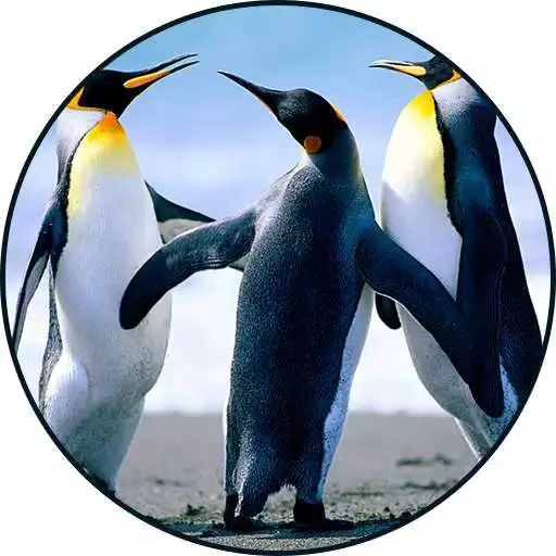 Play Penguin Sounds APK