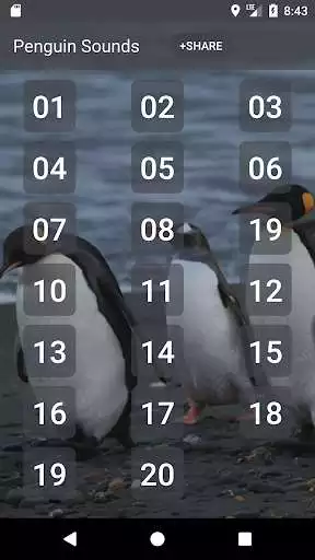 Play Penguin Sounds  and enjoy Penguin Sounds with UptoPlay